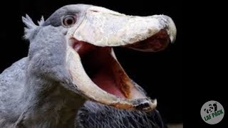 They Sound Like A War Zone | Shoebill Facts | Laf Pack