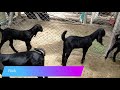 SJ Goat Farm Beetal Kids for Sale By Indarjeet Jagtap Phaltan