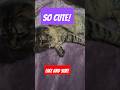 MOST ADORABLE KITTY EVER!#catvideos