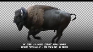 American Bison running. Isolated and cyclical animation. Alpha channel included.