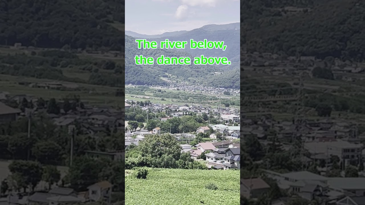 Swallows Over the River of Mountains (Not duck!)　　　　　　　　　　　　#birdwatching #nature #wildlifeshorts