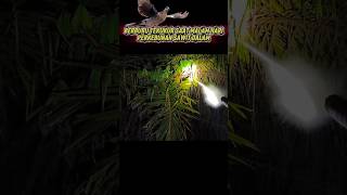 Berburu Tekukur Dengan Senapan Sunyitapi Tepat Sasaran