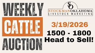 Cattle Auction | Apache Livestock Auction | March 19, 2026