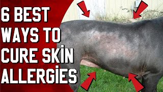 6 Best ways to cure your Pit bull's skin allergies at home!