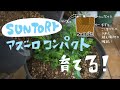 【お花】アズーロコンパクトの育て方！（ロベリア）