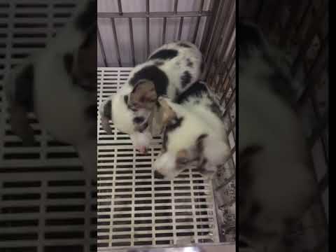 เปิดจอง - น้องหมา เวลซ์ คอร์กี้ (Welsh Corgi) สาย Cardigan #1