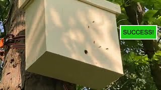 Swarm Trap Success using Swarm Rustler Premium Swarm Lure.  #beekeeping #honeybee #bees