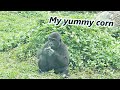 Gorilla jabali and ringo all loved to eat corns  jabali  ringo