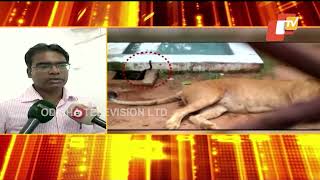 Lioness dies of 'Krait bite' in Odisha's Nandankanan screenshot 1