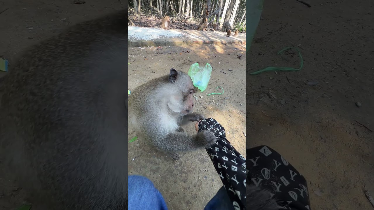 Обезьяна троллили, даря конфеты 🐒🤣 