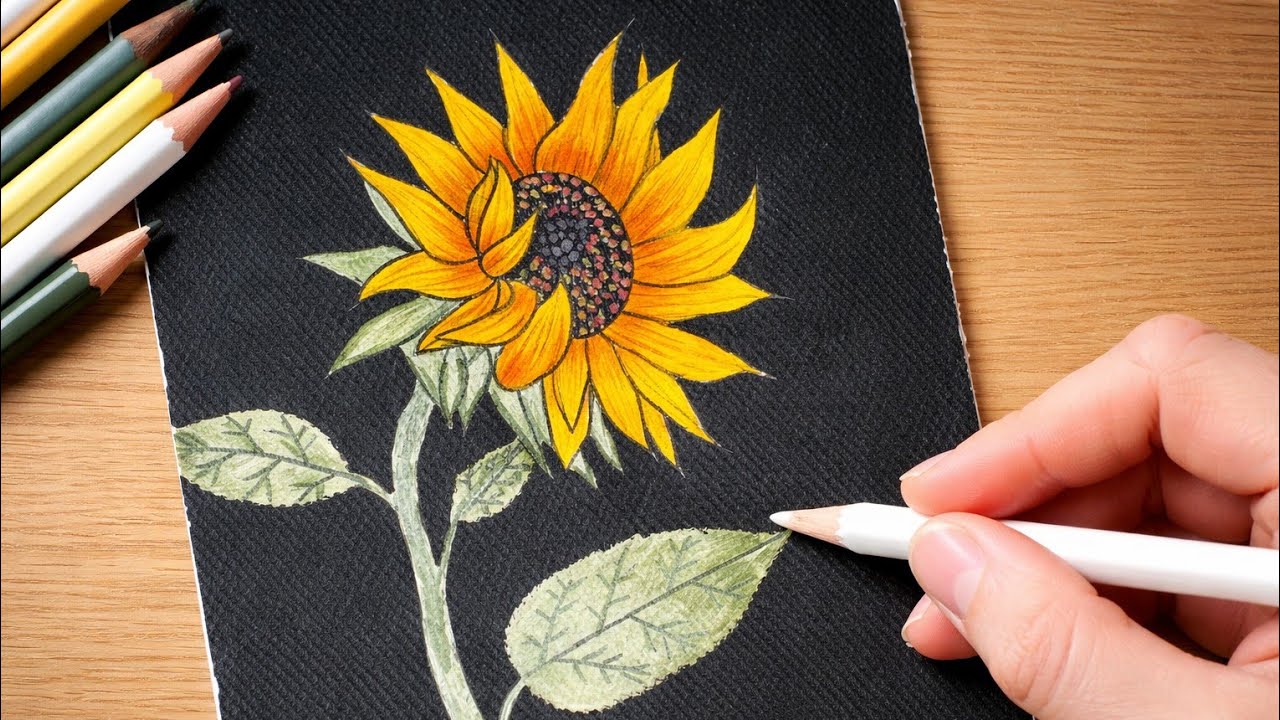 Sunflower Drawing Using Color Pencils | Easy & Beautiful