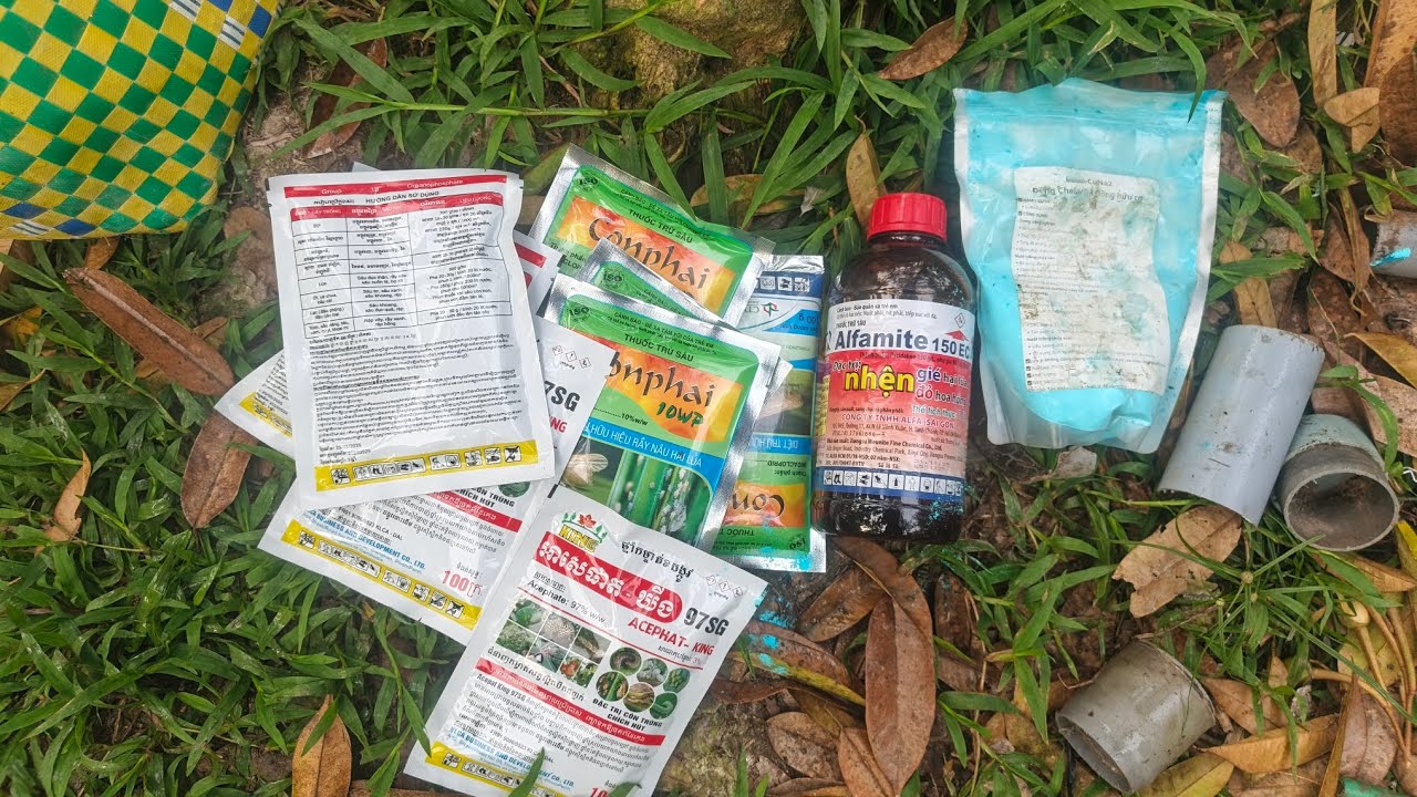 NÊN BÓN PHÂN TRƯỚC HAY TƯỚI RỄ TRƯỚC CHO CƠI ĐỌT MỚI? | TUẤN HẢI SẦU RIÊNG