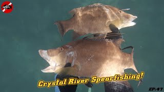 Spearfishing Crystal River for Big Mangrove Snapper and Hogfish! Ep.47