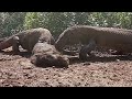 Two komodo dragons prey on wild boar