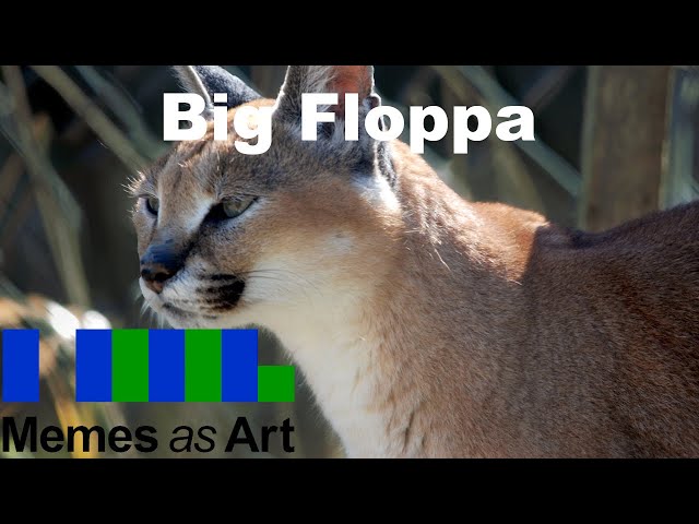 Big Floppa - A Look at Caracal Memes 