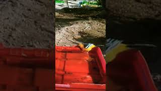 Yellow Oriole Yellow Oriole Yellow Oriole Yellow Oriole Yellow Oriole Yellow Oriole #doyouknownature