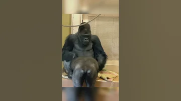 Shabani And Annie Gorilla Gorillababy Fyp Fypシ Viral Foryoupage Zoo Family Family 