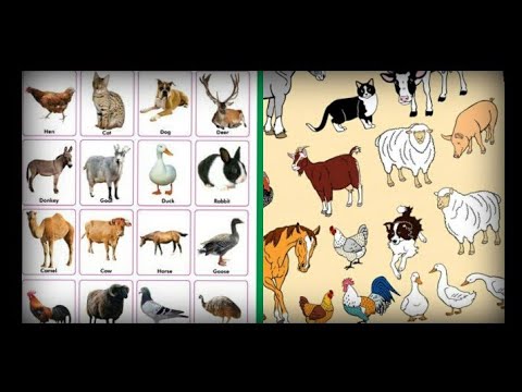 वीडियो: बच्चों को पालतू जानवरों से मिलवाना