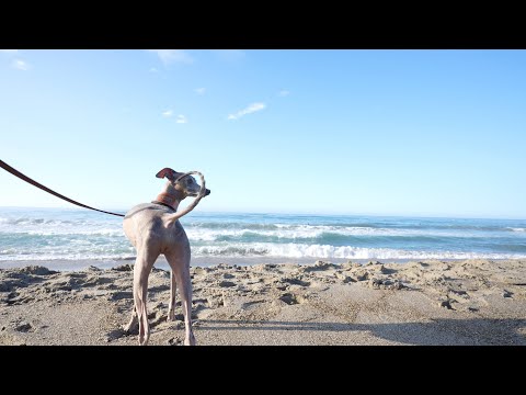 せっかく海へ来たけど暑すぎて快適なキャンピングカーでくつろぐ愛犬達が可愛すぎるwww