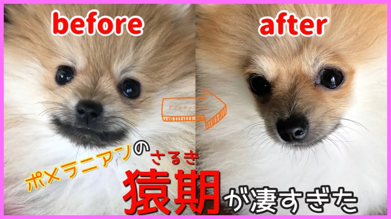 ポメラニアン 猿 期 ビフォー アフター