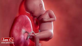 What Does My Baby Look Like At 32 Weeks Pregnant? - Pregnancy Week By Week