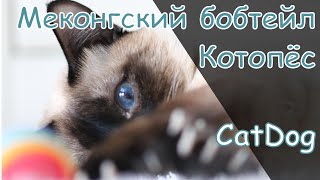 Настоящие собаки в мире кошек - меконгские бобтейлы.