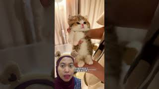 Kucing lucu #shortvideo #comedy #kucing
