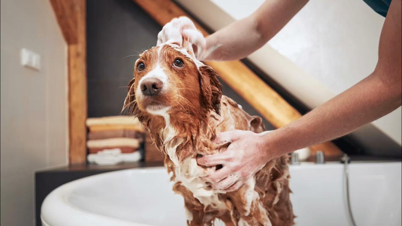 Как можно мыть собаку. Собаку моют. dog in bath. bathing your dog. офуреный скут дог.