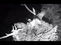 Rachel fighting with GHO. Hog Island Ospreys. 08.12 / 12 July 2018