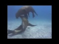 Learn Underwater Video Sample Chapter - Camera Coach