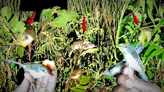 Download Lagu Surganya Burung Ciblek Sawah | Mencari Burung Tidur Di Malam Hari Eps 239 MP3 Download Lagu Surganya Burung Ciblek Sawah | Mencari Burung Tidur Di Malam Hari Eps 239 MP3