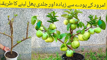 How to Grow Guava tree Festers with Aloe Vera and chicken