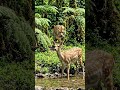deer in danger 😊 #ai #youtubeshort #viralvideo #wildlife #deer #tiger