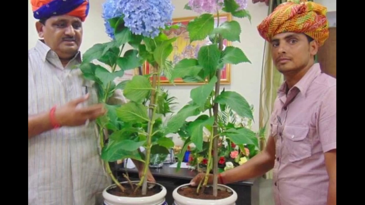 Flower and Plant Nursery in Jaipur YouTube