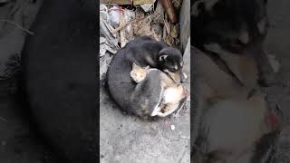 Kedi Ve Köpek Depremden Sonra Öneçıkart