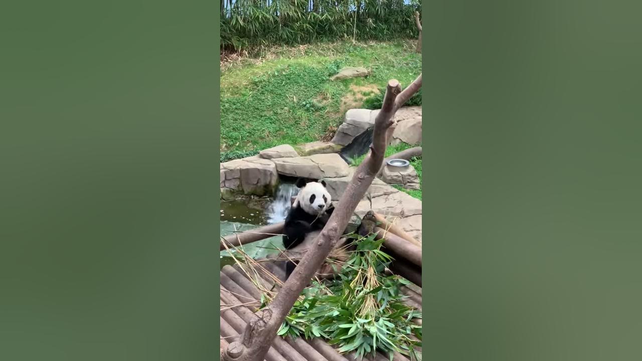 Everland Korea Inside Panda World - YouTube