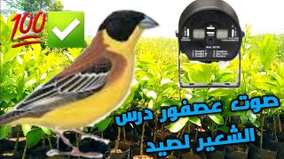 صوت عصفور درس الشعير لصيد 2022