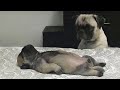 20 minutes trending funny animals  funniest cats and dogs 