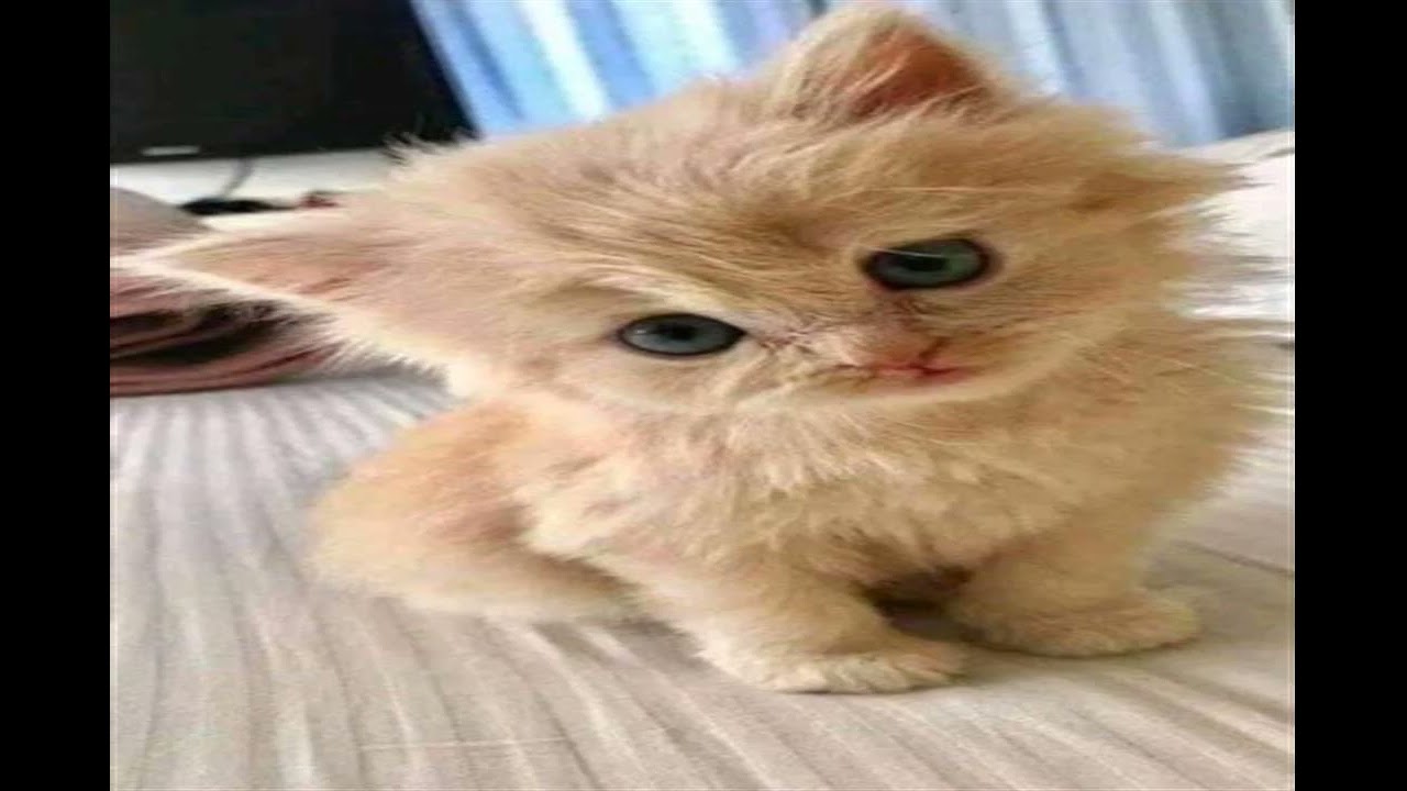 GEEKY GOLD COUNTRY rain entertainment PURE FEAST Rhythm Of breakfast Just be awesome