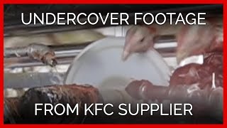 New Undercover Footage From KFC Supplier