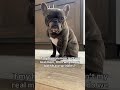Make it make sense🤔 #dogshorts #frenchbulldog #frenchie #funnydog #funnydogs #dog #dogs #bulldog
