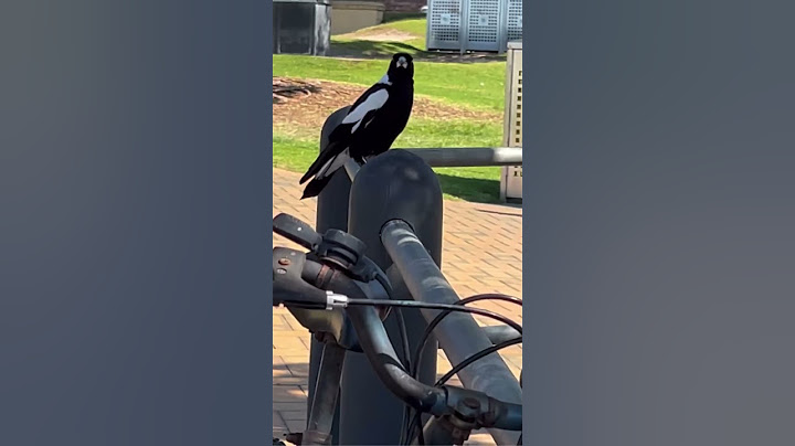 DANGER!! Magpie Swooping! ⚠️ #birds #wildlife #nature #scaryanimals #australia  #australianbirds