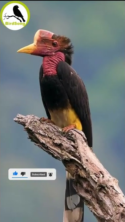 Birds protected.Helmeted Hornbill #shorts #shortsfeed #shortvideo