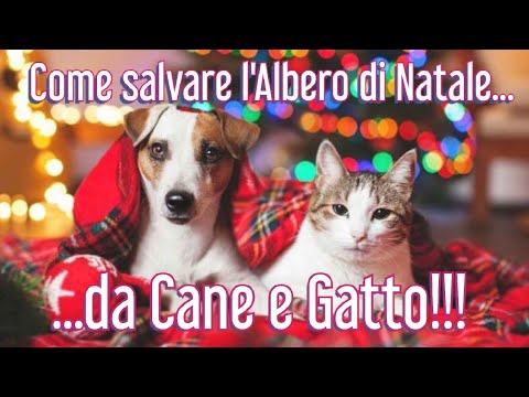 Video: Come Salvare L'albero