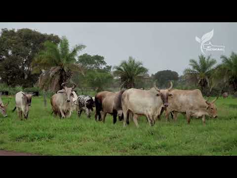 O retorno econômico com a recuperação de pastagens degradadas | MT Sustentável, ep.61 | Canal Rural