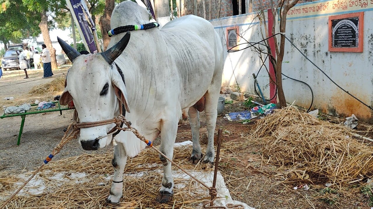 బట్ట రమేష్ గారు తెనాలి తెనాలి టౌన్ గుంటూరు జిల్లా వారి గిత్తలు