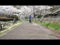 Footage sakura di Shionoe Bijutsukan