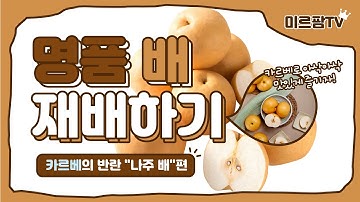 명품배 재배하기! 카르베 비료 반란의 시작