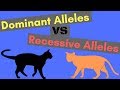 Dominant Alleles vs Recessive Alleles | Understanding Inheritance