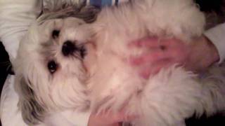 Lhasa Apso by jorill slettstrand 15,625 views 14 years ago 1 minute, 15 seconds